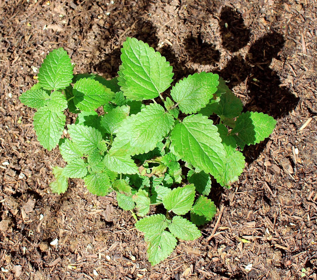 lemonbalm